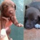 1º semana 3º semana 6º semana